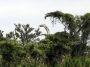Nic - 192 * This dead tree reminded us of Jurassic Park... perhaps it is an extinct Branchasaurus